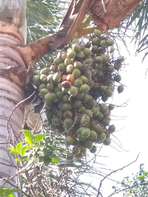 Tanaman pot asparagus densiflorus myersii ekor tupai shopee. BNS's Blog: Karakteristik, Klasifikasi, dan Manfaat Palem ...
