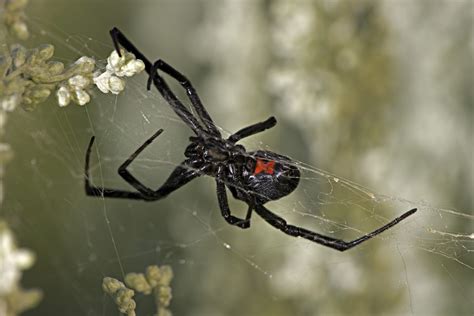 The black widow spider makes a venom that affects your nervous system. Do Spiders Bite Humans? Why Spider Bites Are Rare