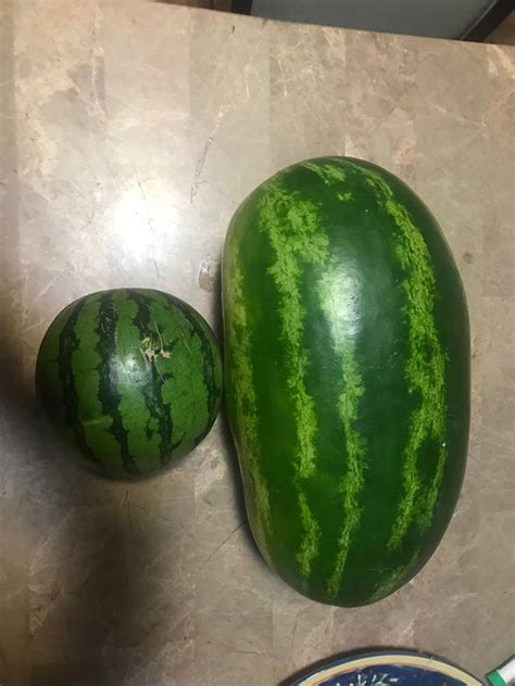 Both Watermelons Rmildlyinteresting