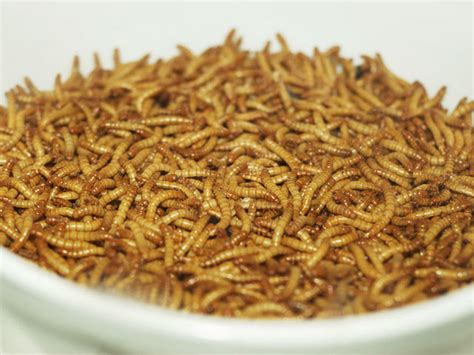 Good Grub 13 Edible Bugs Photo 1 Cbs News