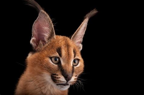 Caracal big cats are native to the dry savannah and woodlands of central, southern, and west africa and can be found also in southwest asia and the middle east. 2017年2月号特集 ひそやかなネコ フォトギャラリー | Wild cats, Cats, Small wild cats