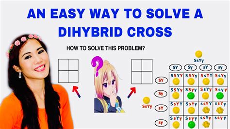 AN EASY WAY TO SOLVE A DIHYBRID CROSS YouTube