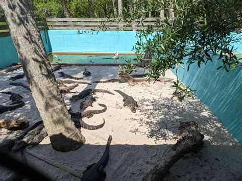 Small Alligator Enclosure 2 Zoochat
