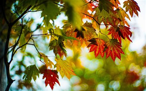 Осенние листья обои и картинки на рабочий стол скачать