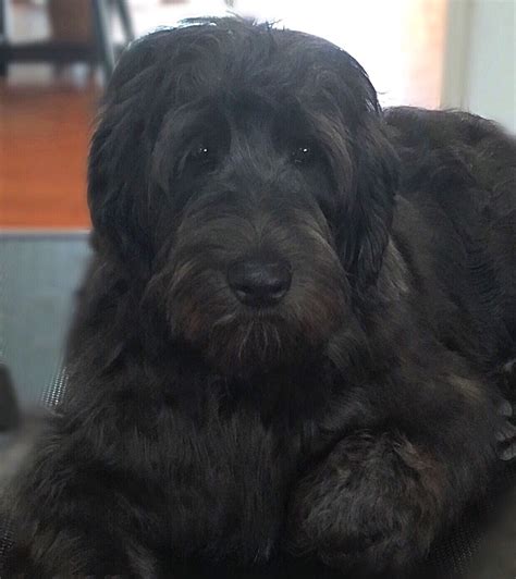 Nonrefundable ( labradoodles for sale, labradoodles in ny,) ( arabian horses for sale, national show horse for sale,) labradoodle breeding dogs and labradoodle breeding stock available. Brickhaven Labradoodles | Labradoodle, Australian ...