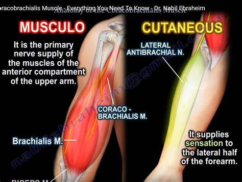 Anatomy Of The Coracobrachialis Muscle —