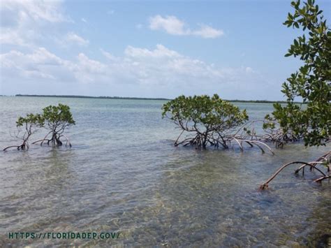 5 Negara Dengan Hutan Mangrove Terluas Di Dunia