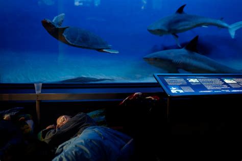 At Museum Of Natural History In New York An Adults Only Sleepover