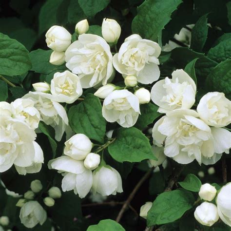 White Flowering Shrubs For Shade 17 Amazing Small Flowering Shrubs
