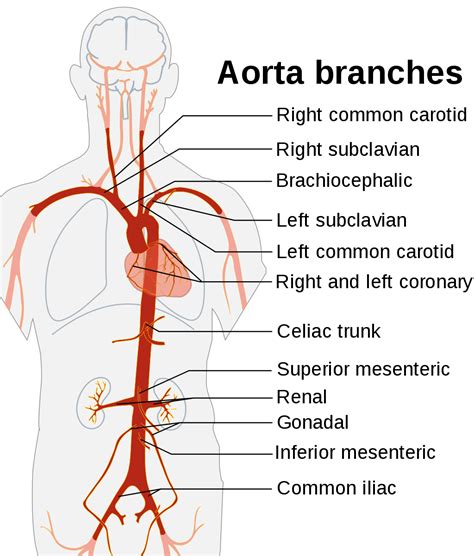 Aorta Wikipedia In 2021 Basic Anatomy And Physiology Medical