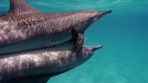 Cute Dolphins Flock Underwater On Blue Ocean Smart And Beautiful