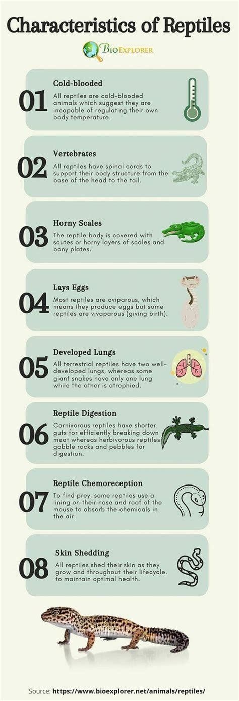 10 Examples Of Reptiles