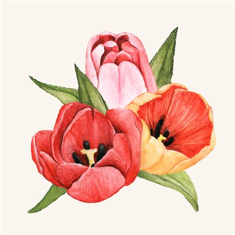 Hand Drawn Tulip Flower Isolated Download Free Vectors Clipart