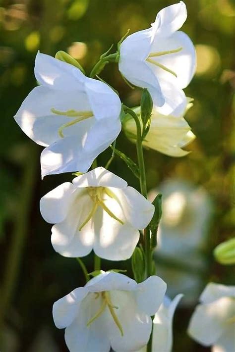 White Bell Flowers Flower Seeds Perennials