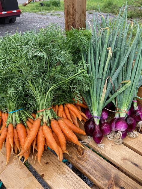 Carottes Nantaises 125l Les Jardins De Nalau