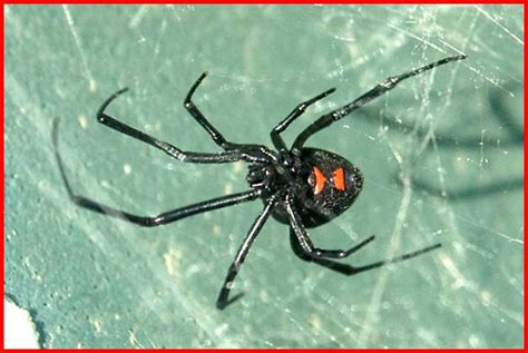 Where Do Black Widows Live Map Countries With The Most Venomous