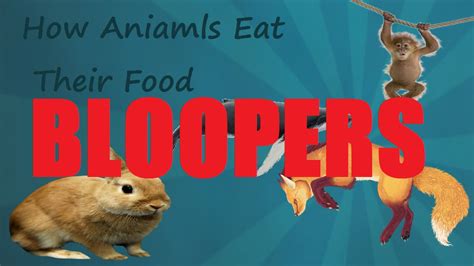 Watch the video to learn more about animal groups and what they eat. How Animals Eat Their Food | BLOOPERS! - YouTube