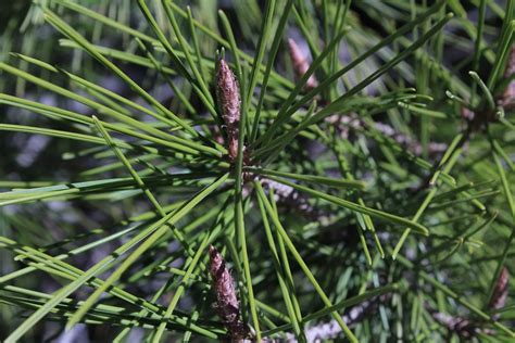 Pine Dennennaalden Boom Gratis Foto Op Pixabay Pixabay