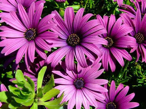 Download Purple Flower Daisy Nature African Daisy Wallpaper