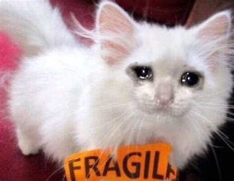 Crying Cat On Tumblr