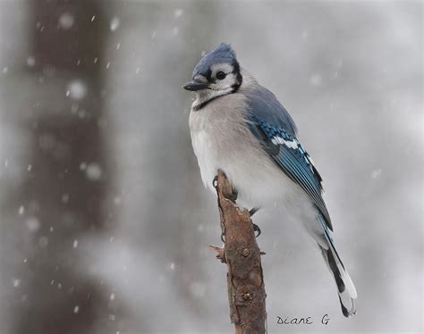 Winter Blue Jay Photograph By Diane Giurco Fine Art America