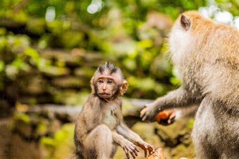 Sacred Monkey Forest In Ubud Bali Indonesia Southeast Asia Asia