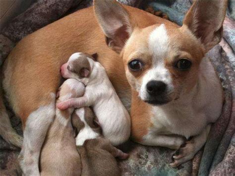 Cómo Saber Si Tu Chihuahua Está Embarazada Animales Leales