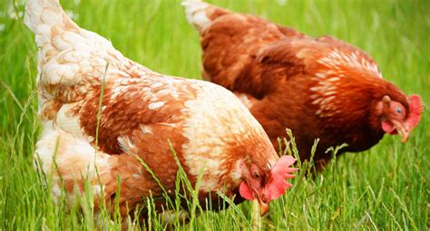 Les meilleures races de poules pour un élevage durable Poulailler