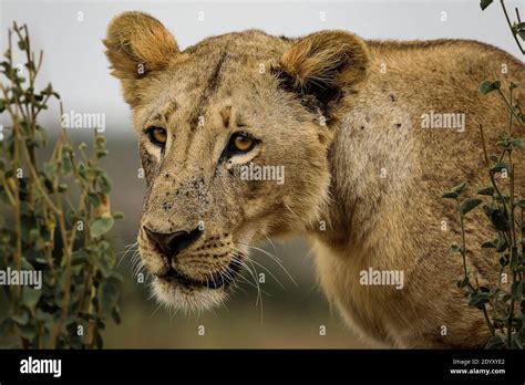 Lioness Portrait Nairobi National Park Kenya Stock Photo Alamy