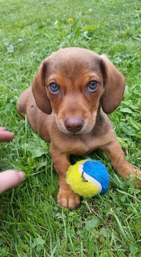 Dachshund Puppies For Sale | Beckley, WV #81659 | Petzlover
