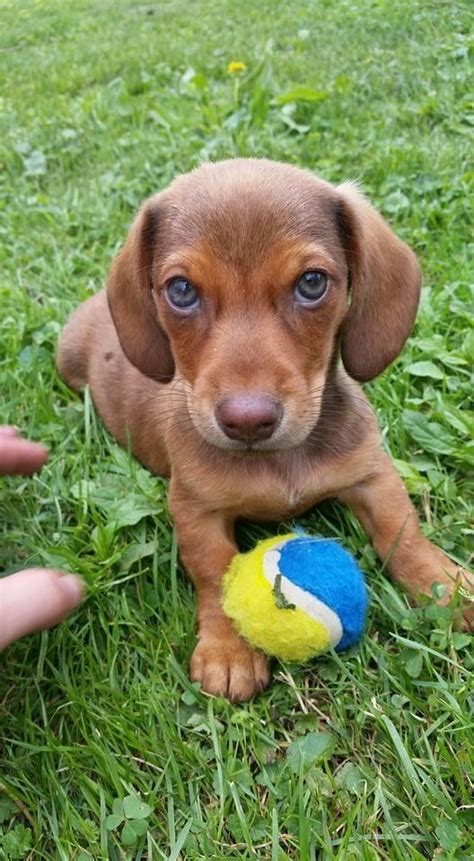 Dachshundhave great physical and mental characteristics that make them excellent partners for responsible. Dachshund Puppies For Sale | Beckley, WV #81659 | Petzlover