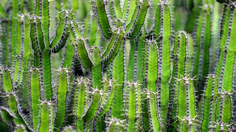Hydroponics is a type of horticulture and a subset of hydroculture, which is a method of growing plants, usually crops, without soil, by using mineral nutrient solutions in an aqueous solvent. Growing Hydroponic Cactus - a Full Guide | Gardening Tips