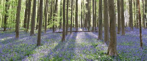 The blue forest in halle, belgium gets its name thanks to the beautiful purple carpet. Het Hallerbos in België staat weer in bloei!