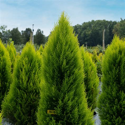 Wilma Goldcrest Lemon Cypress For Sale Online The Tree Center