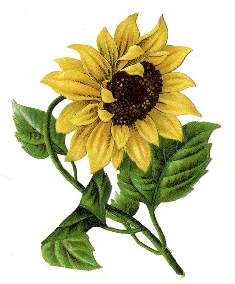 Vintage Sunflower Clip Art