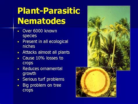 Introduction To Plant Parasitic Nematodes And Their Management