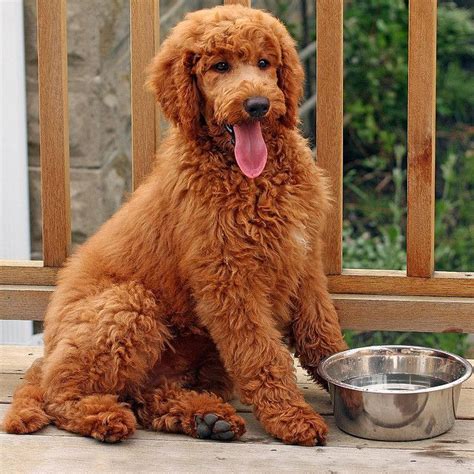 Teddy bear goldendoodle puppies available. ボード「poodle」のピン