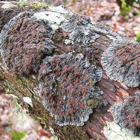 This is the only thing i have found that actually gets rid of lichen sclerosis The rare lichen Pectenia plumbea requires a matchmaker to bring its fungus and alga together ...