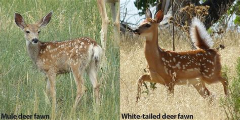 A Quick Guide To Differentiate Mule Deer From White Tailed Deer