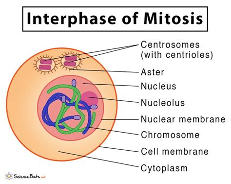 Mitosis Definition Stages Purpose With Diagram Nuclear Membrane