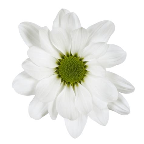 Whether you want a stunning all white bouquet or you want to set off brightly colored flowers with a soft, neutral tone, these wholesale bulk white flowers from blooms by the box are the perfect fit for your special event. White Daisy Spray Mums | Florabundance Wholesale Flowers