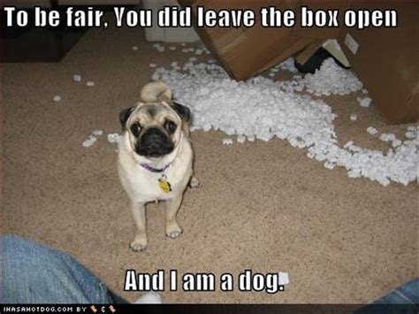 Funny Pug Dog Pictures 35 Pics