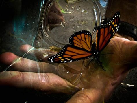 Monarch Picture Butterfly Wallpaper National Geographic Photo Of