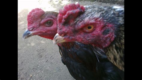 Maybe you would like to learn more about one of these? Ayam Birma Telur Hijau, Myanmar Green Egg Chicken part 3 ...