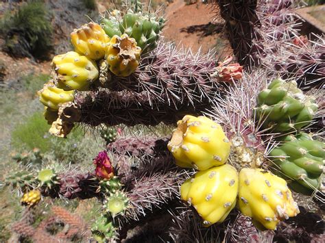 Free Photo Arizona Flower Cactus Desert Plant Spike Sharp Hippopx