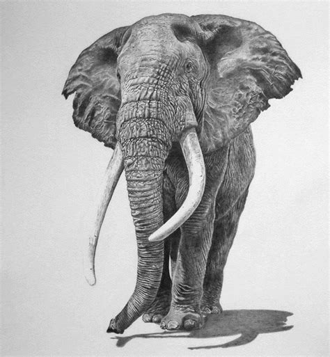 Top 101 Pictures Images Of Elephants To Draw Latest