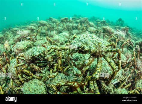 Aggregation Thousands Spider Crabs Leptomithrax Hi Res Stock