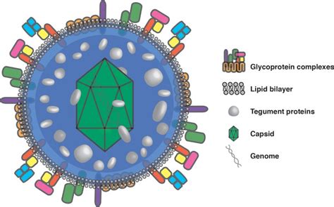 Virion Glycoprotein Mediated Immune Evasion By Human Cytomegalovirus A