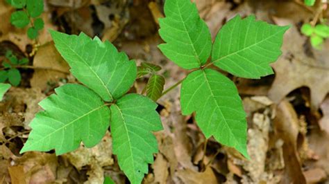 California Poison Control Warns Residents Of Huge Poison Oak Growth