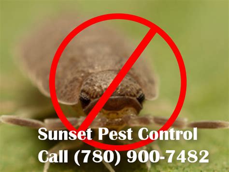 Basement bugs and pests thrive in the dark. Licensed Residenital Pest Exterminators in Devon, Alberta